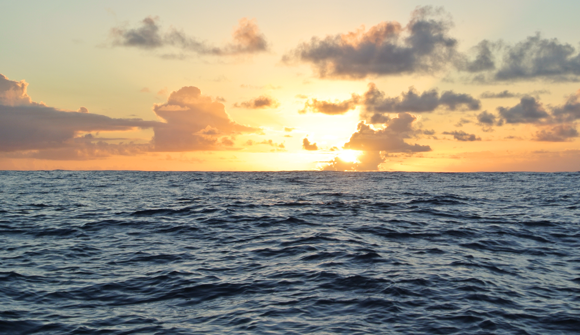 Banner L'oiseau des îles ll