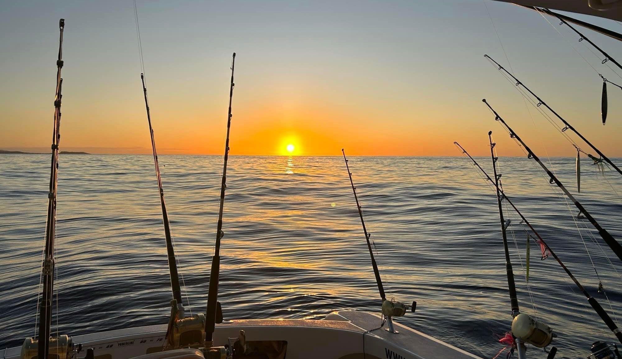 Banner L'oiseau des îles ll