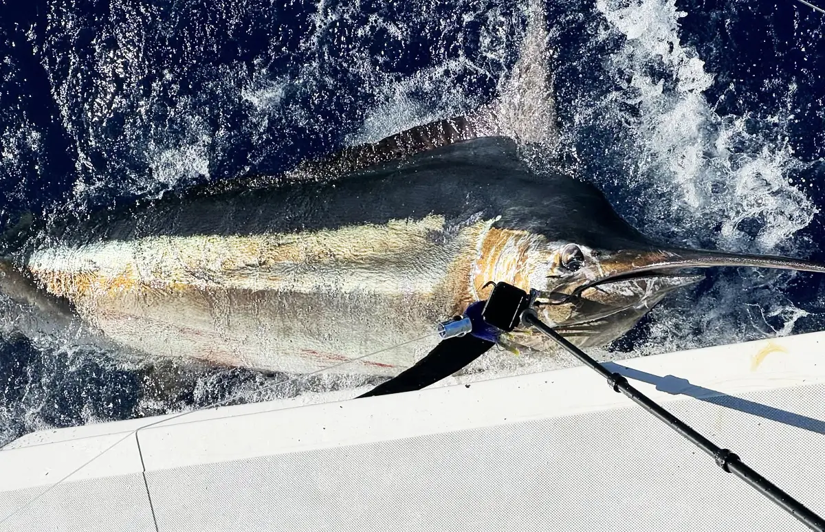 Big game fishing à Rodrigues avec capture d’un marlin noir